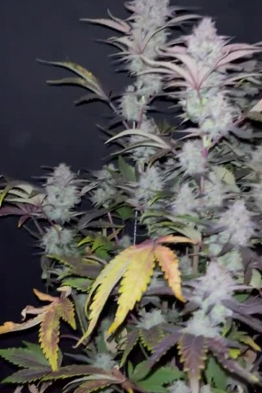 Tropicana Cookies Auto - Frosty Purple Colas on Dark Background
