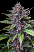 Instagram Purple Lemonade Auto