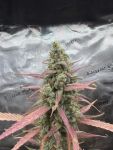 Instagram Lemon Tree Auto™