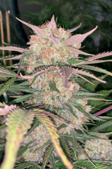 BubbleGum Auto - Pink-Tinted Frosty Buds Before Return