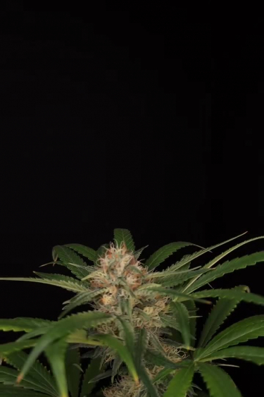 Wedding Cheesecake FF - Flowering Cola Against Dark Background