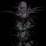 Instagram Mendo Frost Auto™