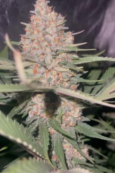 Papaya Cookies Auto - Purple Cola in Late Flower