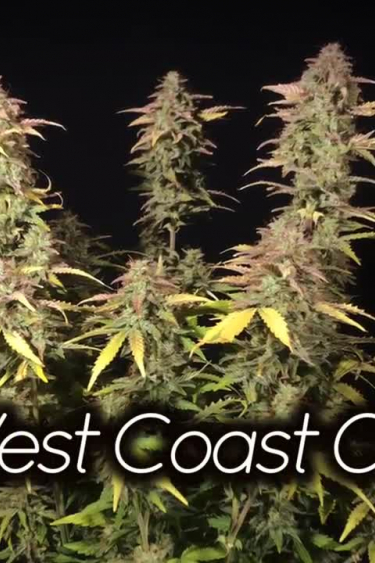 West Coast O.G. Auto - What Does It Look Like in Full Bloom Indoors?