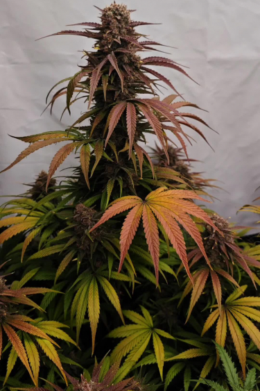Lemon Cherry Cookies Auto - Tall Plant with Autumn Colored Leaves