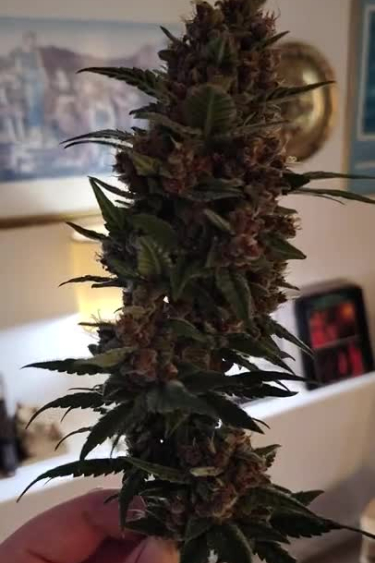 Purple Haze Auto - Dark Purple Main Cola on Indoor Plant