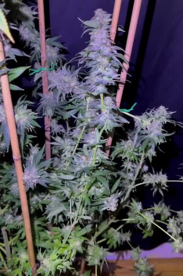 Lemon Mandarin - Frosty Purple Colas Before Return