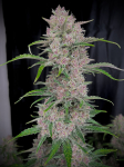 Instagram Banana Purple Punch Auto