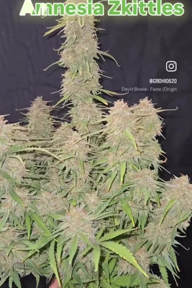 Amnesia Z Auto - Tent Grow, Dense Buds and Return Return by @ghohio620