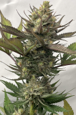 Instagram GG4 Sherbet FF