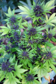Instagram Purple Lemonade Auto