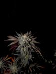 Instagram Mendo Frost Auto™