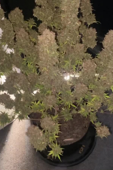 Wedding Cheesecake Auto - Compact Bushy Plant in Late Flower