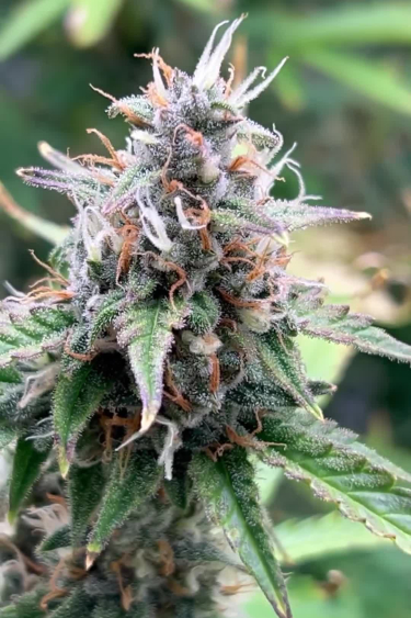 Big Bud Auto - Frosty Main Cola During Flowering