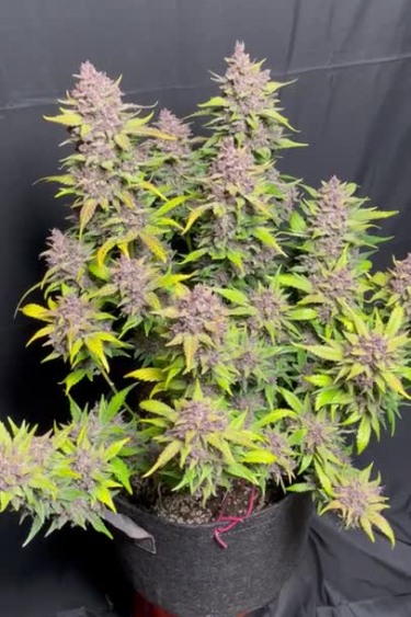 Banana Purple Punch Auto - Lime Green Buds on a Compact Potted Plant
