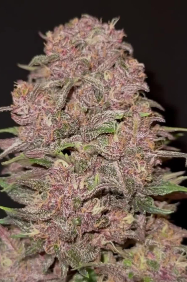 Lemon Cherry Cookies Auto - How Purple Does It Get in Late Flower?