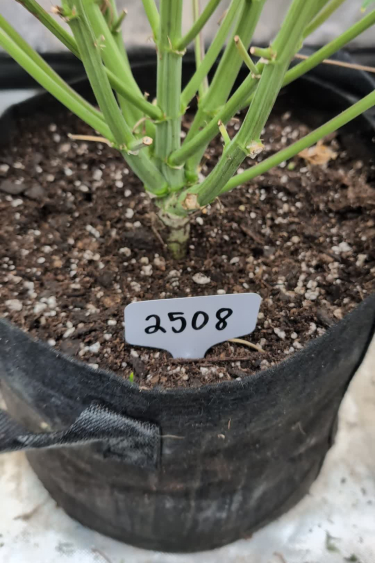 Z-Up Auto - Young Plant Growing in Labeled Pot