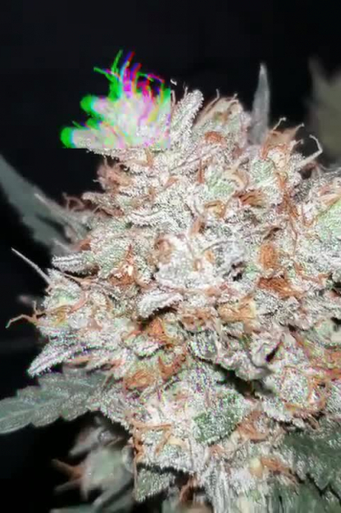 West Coast O.G. Auto - Snow-White Frosts on a Dense Main Cola