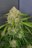 Instagram Gorilla Cookies Auto