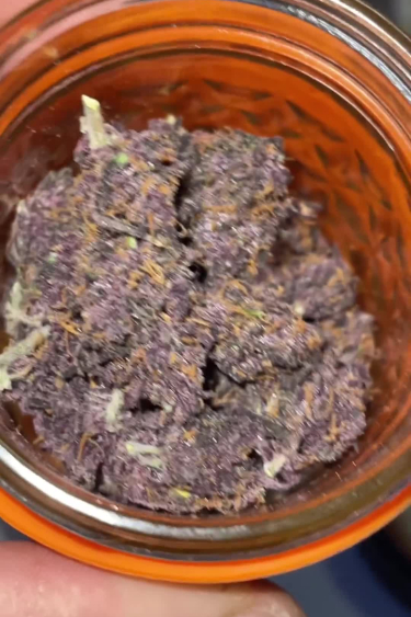 LSD-25 Auto - Dark Purple Buds After Drying