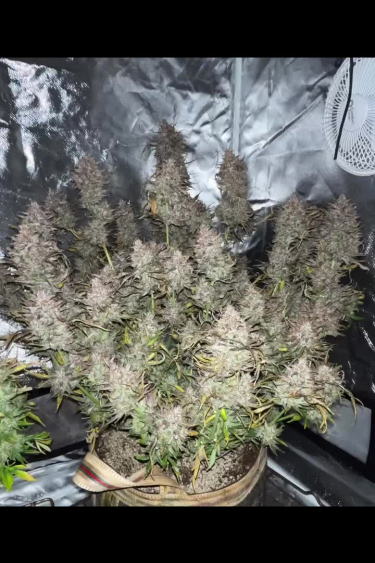 Apricot Auto - Heavy Flowering with Multiple Bud Sites