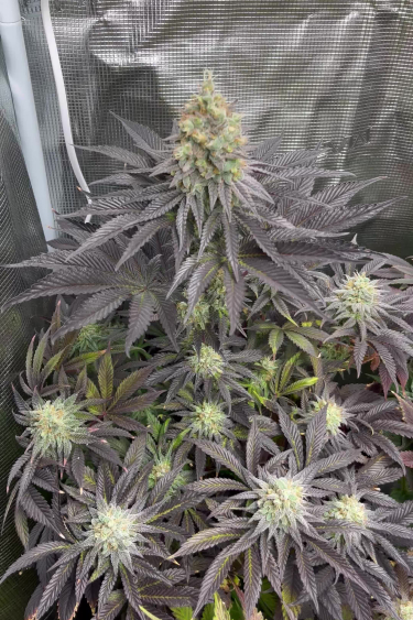 Rainbow Melon - Purple Leaves and Frosty Bud Tops in Flower