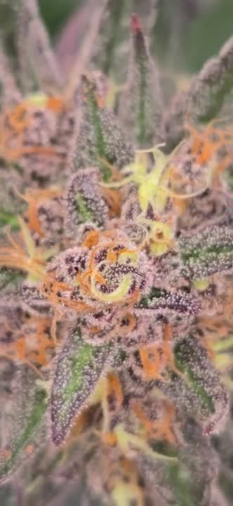 Mango Cherry Runtz Auto @chubbs 1
