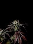 Instagram Mendo Frost Auto™