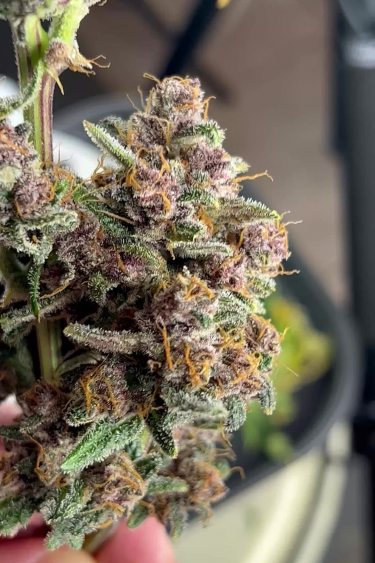 Gorilla Punch Auto - Dense Colorful Bud Close Up