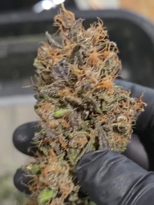 Mango Cherry Runtz Auto - Fresh Cut Cola in Hand by @chubbs