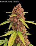 Instagram Lemon Cherry Sundae Auto™