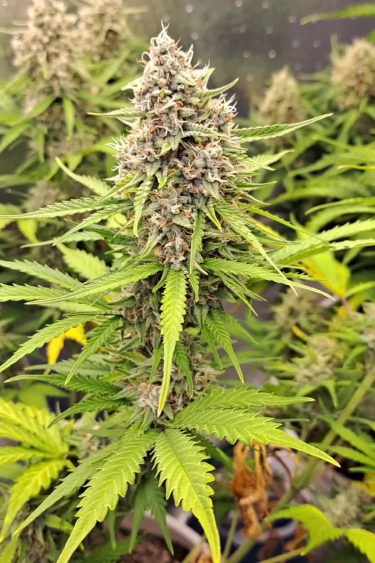 Moby Dick Auto - Mature Cola with Yellowing Leaves