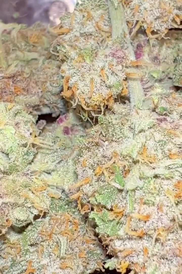 Gorilla Punch Auto - Frosty Buds with Orange Pistils Up Close
