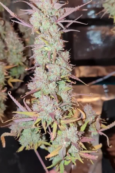 Gorilla Auto - Long Frosty Cola with Orange Pistils