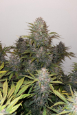 Instagram LSD-25 Auto