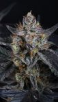 Instagram Guava Runtz Auto™