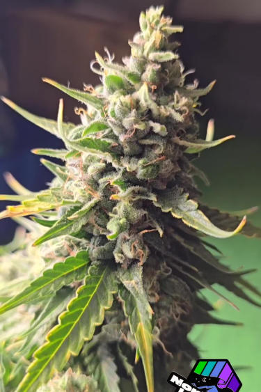 Northern Lights Auto - Thick Main Cola with Mature Flowers