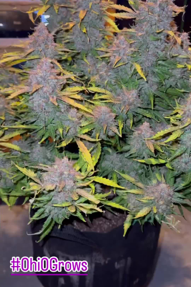 Pineapple Express Auto - Mature Plant with Multiple Colas