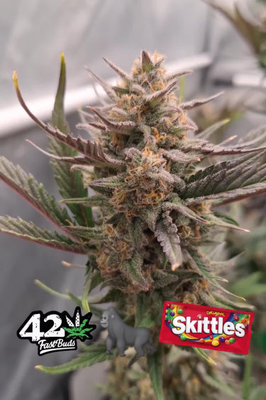 Gorilla Z Auto - Frosty Cola with Purple Sugar Leaves