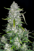 Instagram Papaya Cookies Auto™