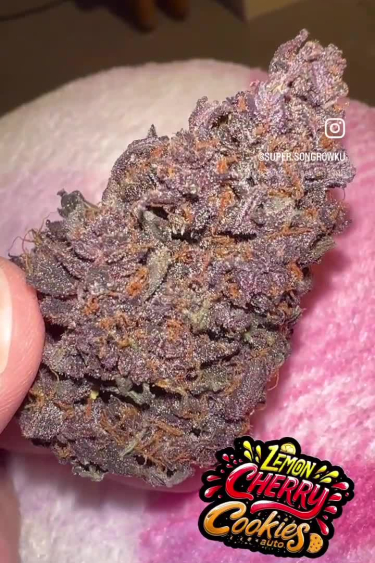 Lemon Cherry Cookies Auto - Cured Purple Bud: Density and Color