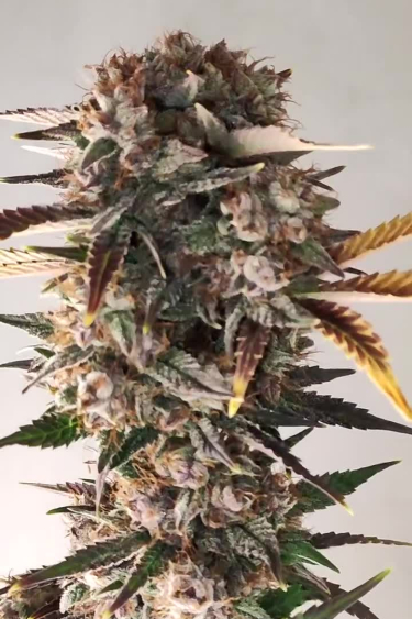 Tropicana Cookies Auto - Dark Purple Mature Cola Close Up