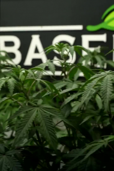 Gorilla Cookies FF - Green Flowering Plant Under Grow Lights