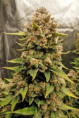 Instagram Papaya Cookies Auto™