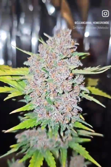 Blackberry Auto - Colorful Mature Cola Ready for Return