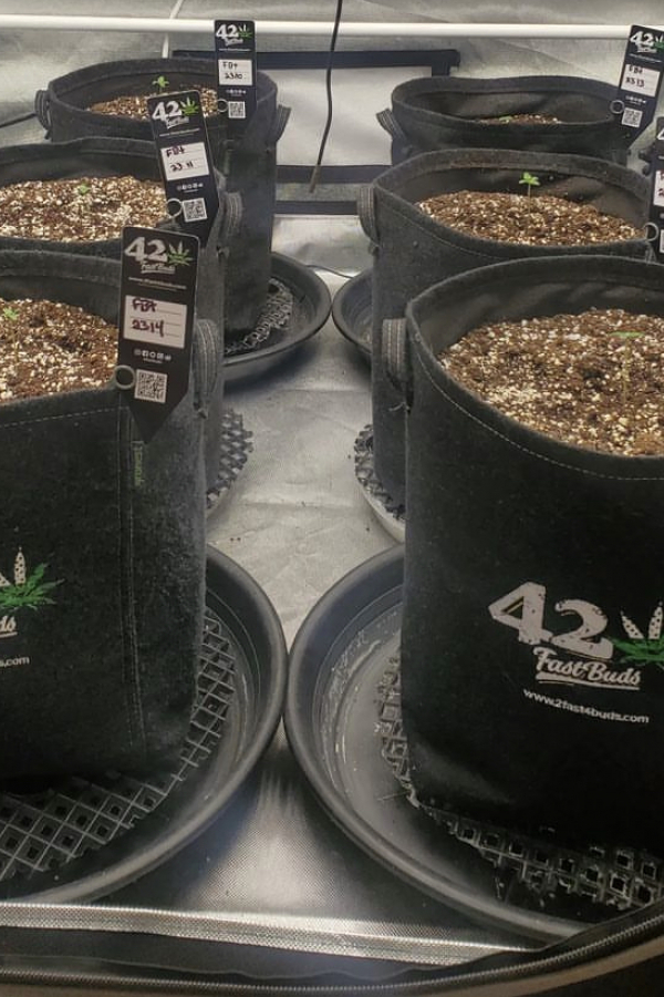 Instagram 420 Geotextile Auto Pot