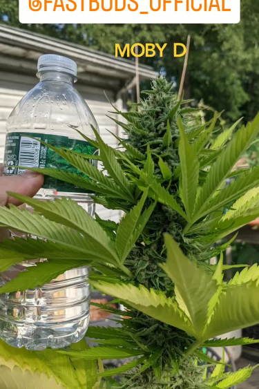 Moby Dick Auto - Young Outdoor Plant in Sunlight