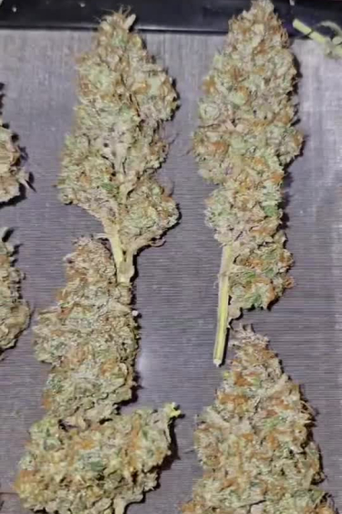 Papaya Cookies Auto - Three Long Returned Colas