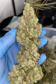 Instagram Gorilla Z Auto