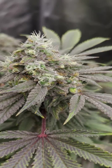 Rainbow Melon - Plant Packed with Buds in a Grow Tent